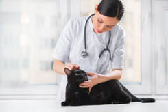 veterinary-surgeon-pic